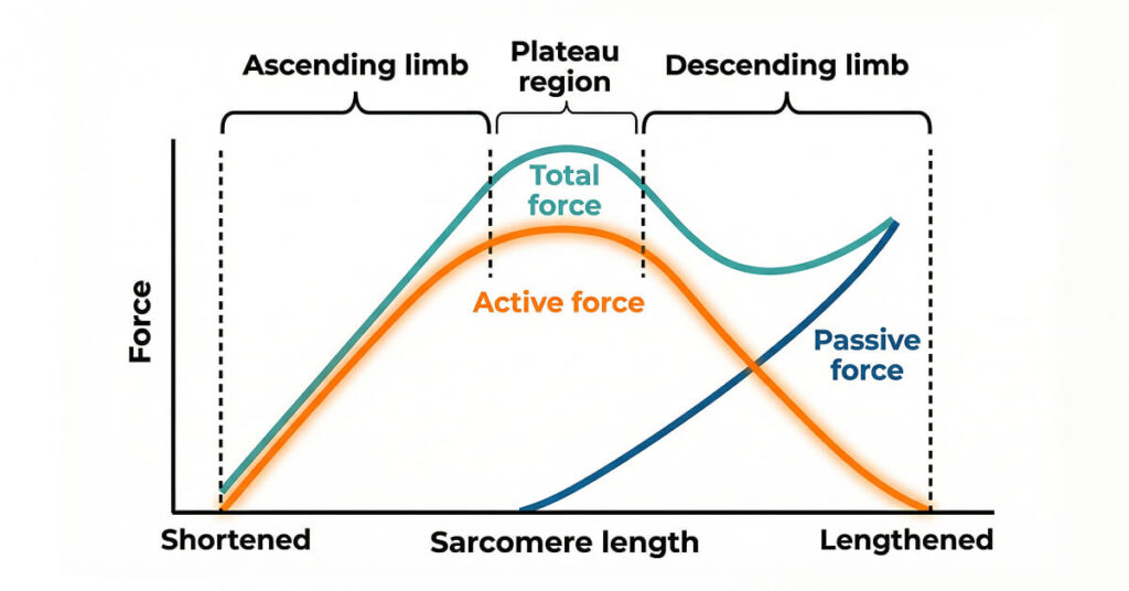 Muscle length–tension relationship showing active and passive force components